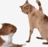 7b56527c648d49159e806a821e9db724.png 7b56527c648d49159e806a821e9db724.png